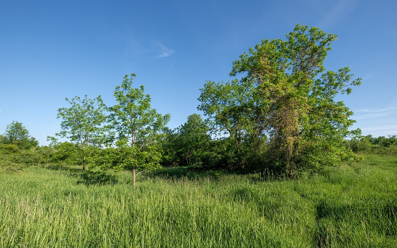 Regional scenery in Michigan; not a campground photo