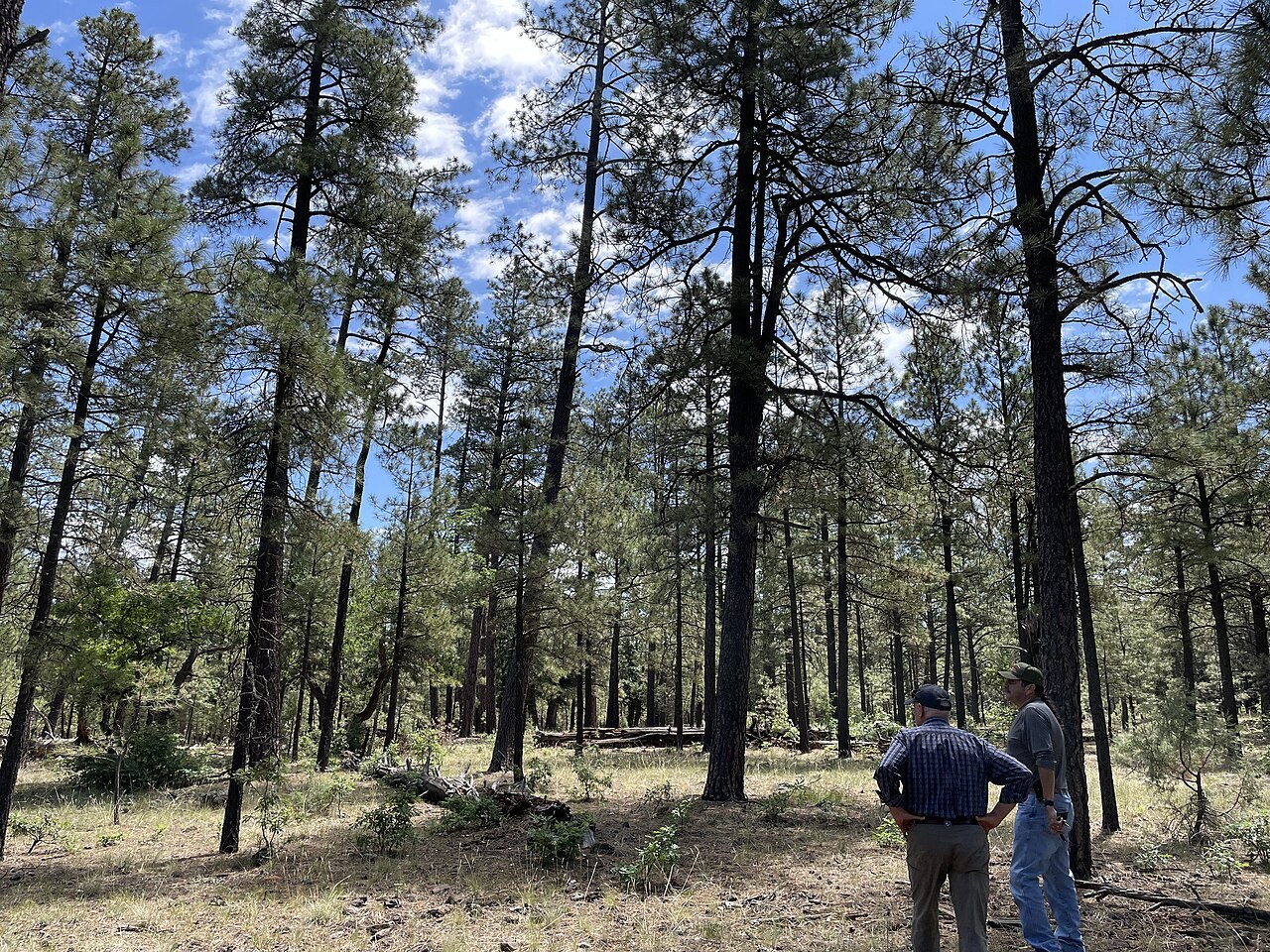 Regional scenery in New Mexico; not a campground photo